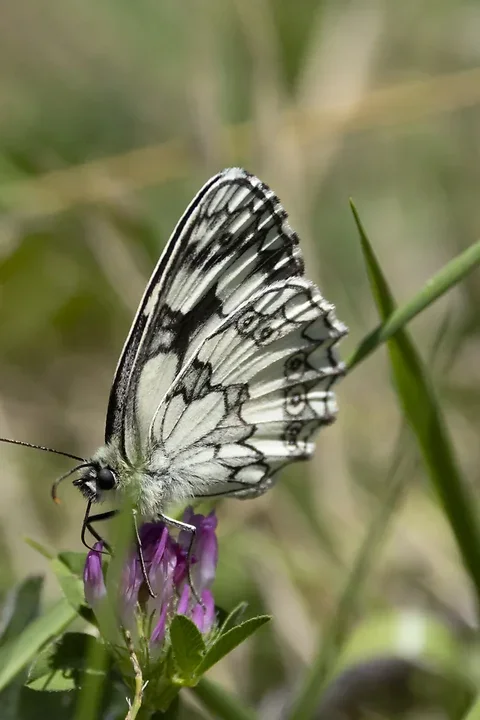 Papillons - Photo n°6