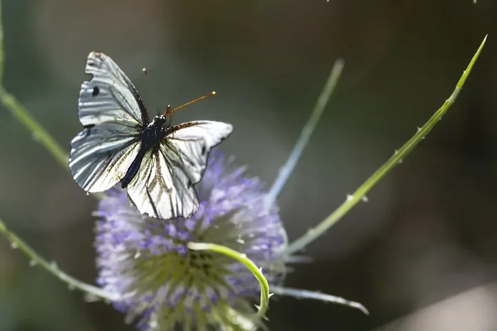 Papillons - Photo n°7