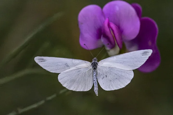 Papillons - Photo n°8