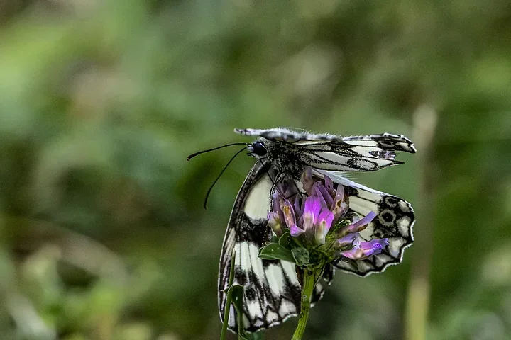 Papillons - Photo n°9