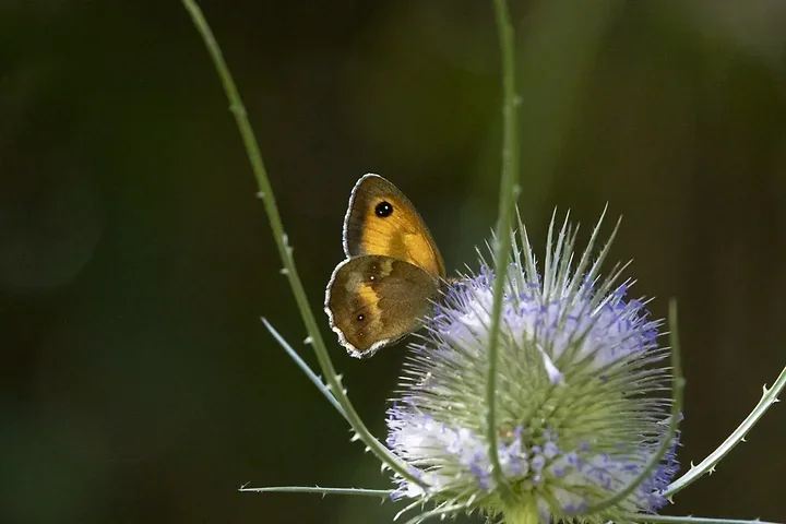Papillons - Photo n°10