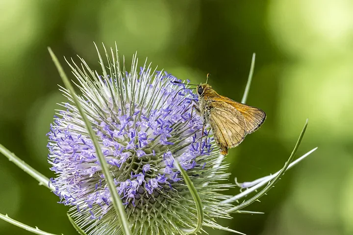 Papillons - Photo n°11