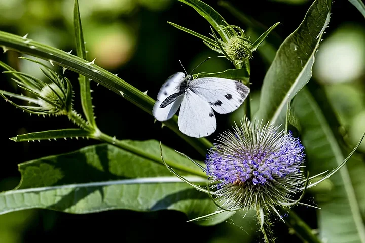 Papillons - Photo n°12