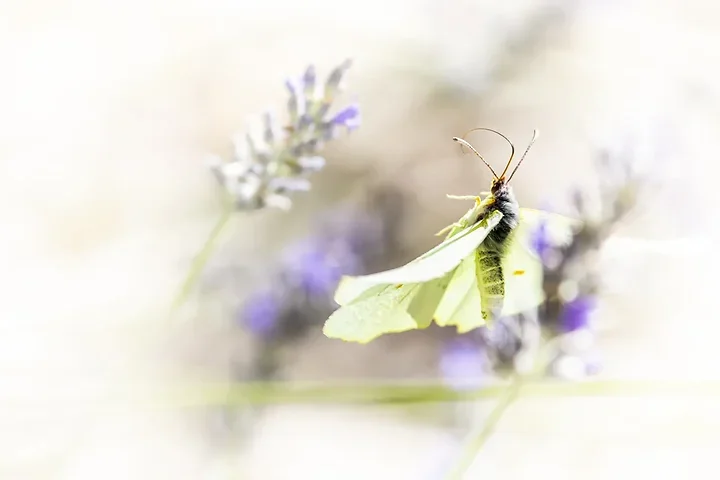 Papillons - Photo n°13