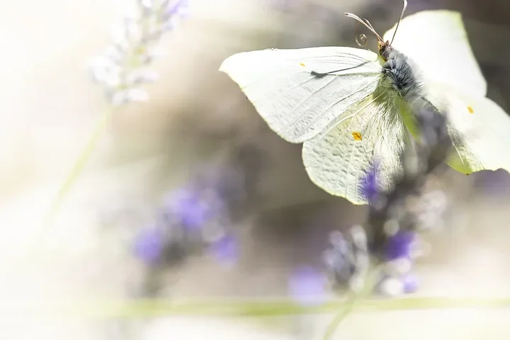 Papillons - Photo n°14