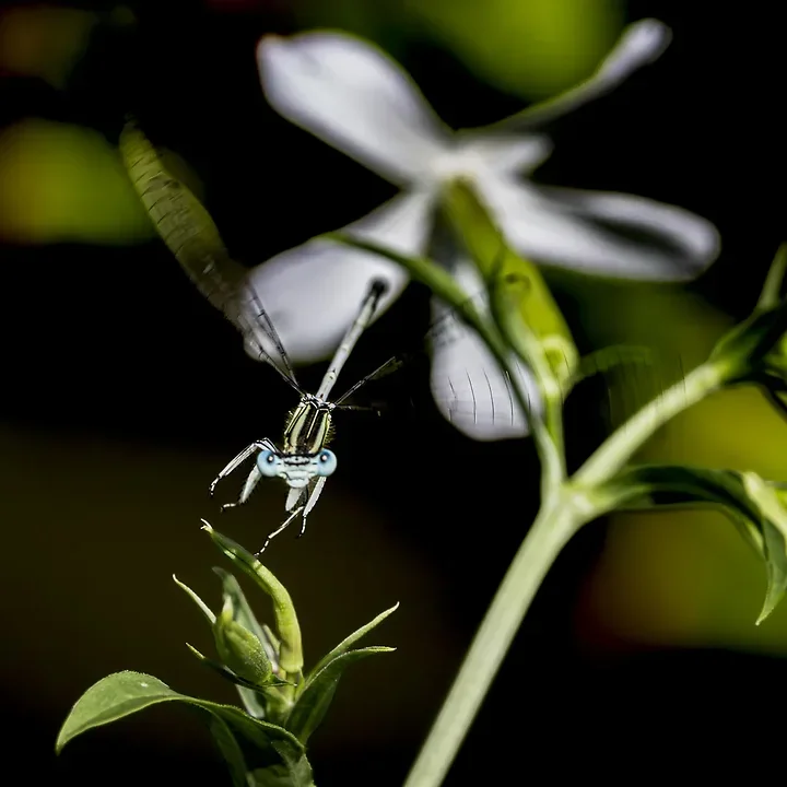 Les Libellules - Photo n°5