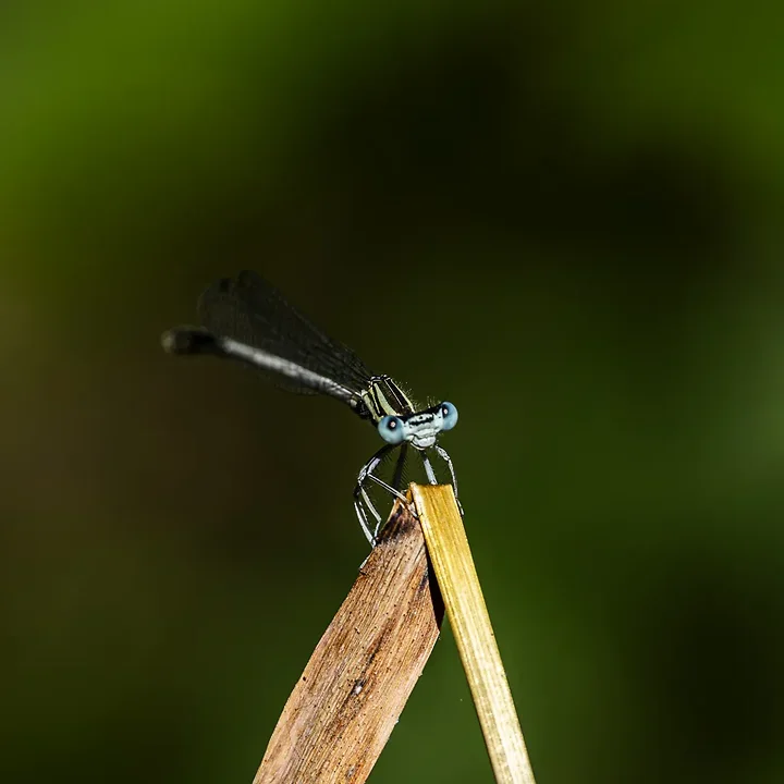 Les Libellules - Photo n°6