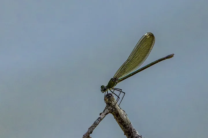 Les Libellules - Photo n°9