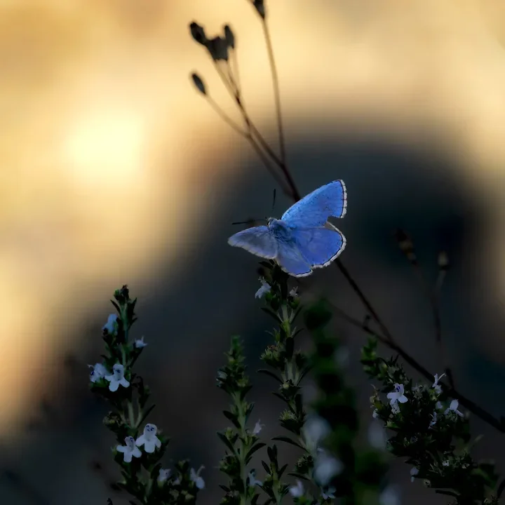 Le papillonage de l'Argus bleu celeste - Photo n°1