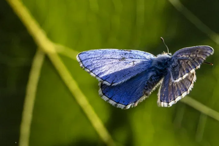 Le papillonage de l'Argus bleu celeste - Photo n°2