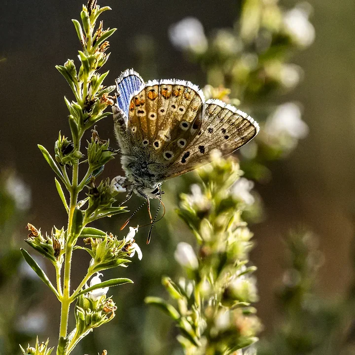 Le papillonage de l'Argus bleu celeste - Photo n°3