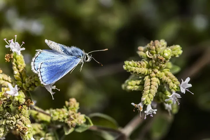 Le papillonage de l'Argus bleu celeste - Photo n°4