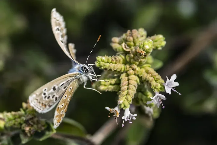 Le papillonage de l'Argus bleu celeste - Photo n°5