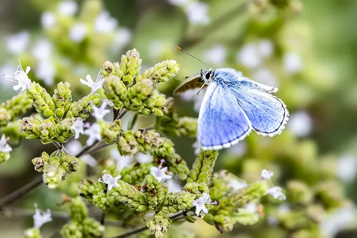 Le papillonage de l'Argus bleu celeste - Photo n°6