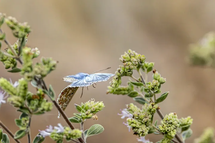 Le papillonage de l'Argus bleu celeste - Photo n°7