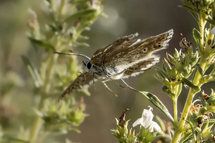 Le papillonage de l'Argus bleu celeste - Photo n°8
