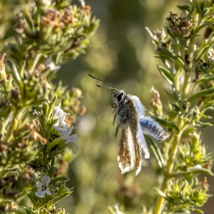 Le papillonage de l'Argus bleu celeste - Photo n°9