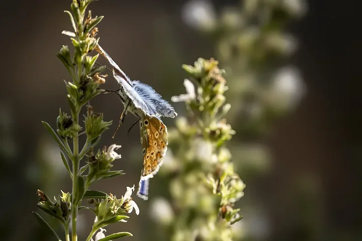 Le papillonage de l'Argus bleu celeste - Photo n°10