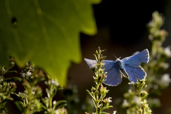 Le papillonage de l'Argus bleu celeste - Photo n°11