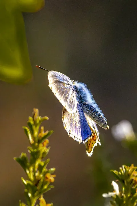 Le papillonage de l'Argus bleu celeste - Photo n°12