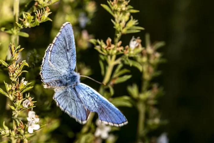 Le papillonage de l'Argus bleu celeste - Photo n°13