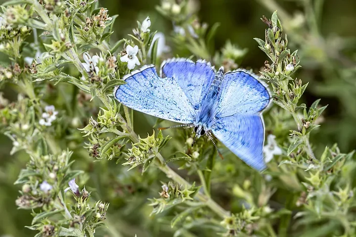Le papillonage de l'Argus bleu celeste - Photo n°14