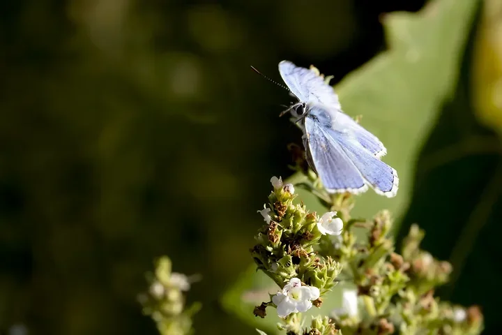 Le papillonage de l'Argus bleu celeste - Photo n°15