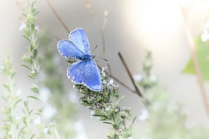 Le papillonage de l'Argus bleu celeste - Photo n°16