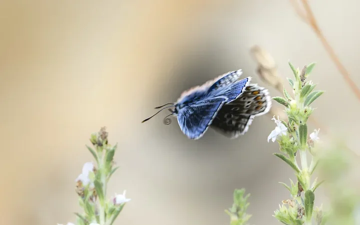 Le papillonage de l'Argus bleu celeste - Photo n°17