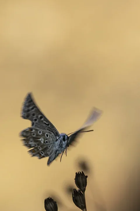 Le papillonage de l'Argus bleu celeste - Photo n°18