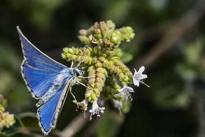 Le papillonage de l'Argus bleu celeste - Photo n°19