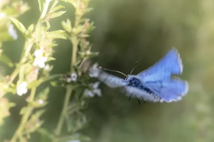 Le papillonage de l'Argus bleu celeste - Photo n°20