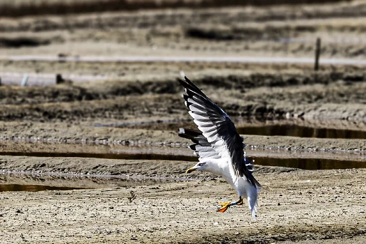 Ile de R&eacute; - OIseaux dans le marais - Photo n°1