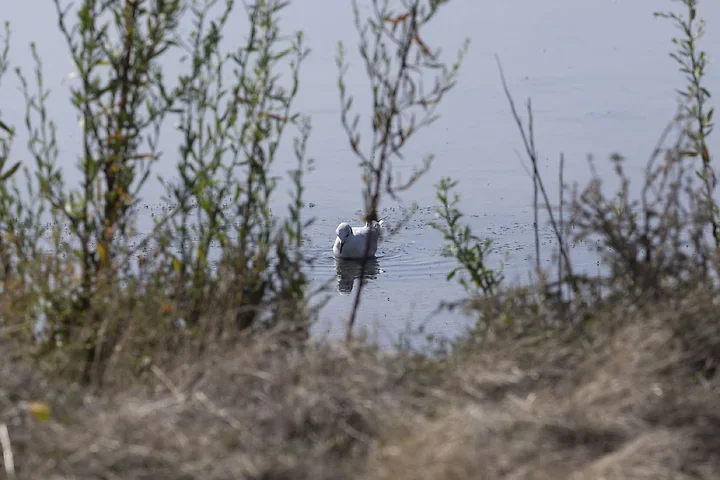 Ile de R&eacute; - OIseaux dans le marais - Photo n°2