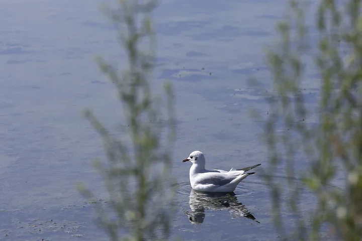 Ile de R&eacute; - OIseaux dans le marais - Photo n°3
