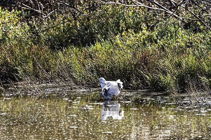 Ile de R&eacute; - OIseaux dans le marais - Photo n°4