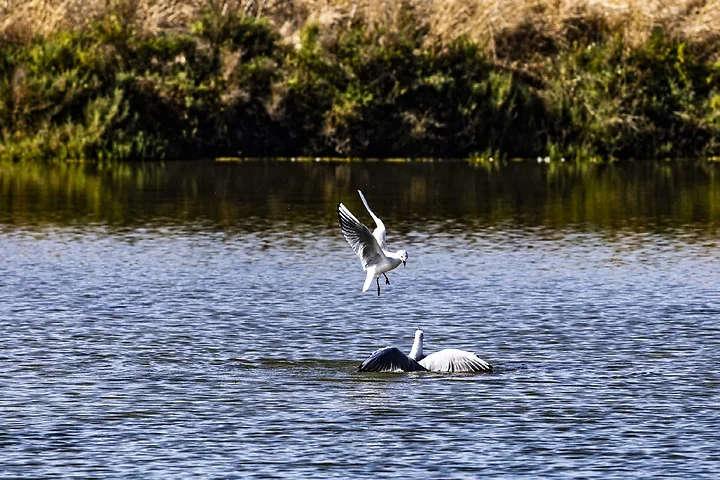 Ile de R&eacute; - OIseaux dans le marais - Photo n°5