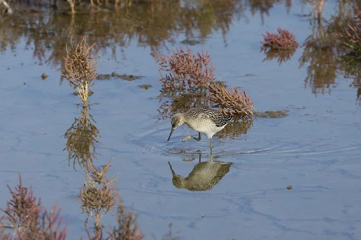 Ile de R&eacute; - OIseaux dans le marais - Photo n°6