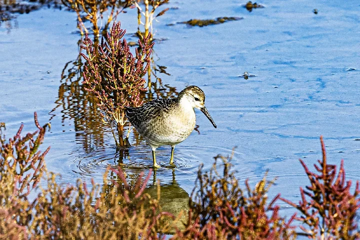 Ile de R&eacute; - OIseaux dans le marais - Photo n°7