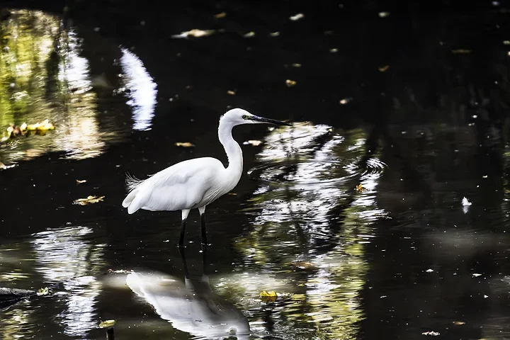 Bassin d'Arcachon - l'Aigrette garzette - Photo n°1
