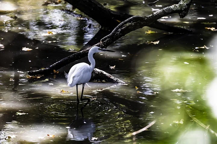 Bassin d'Arcachon - l'Aigrette garzette - Photo n°2