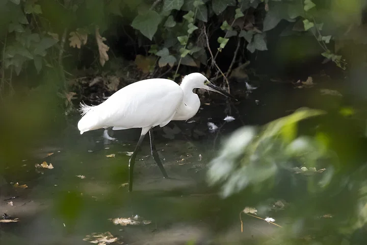Bassin d'Arcachon - l'Aigrette garzette - Photo n°3