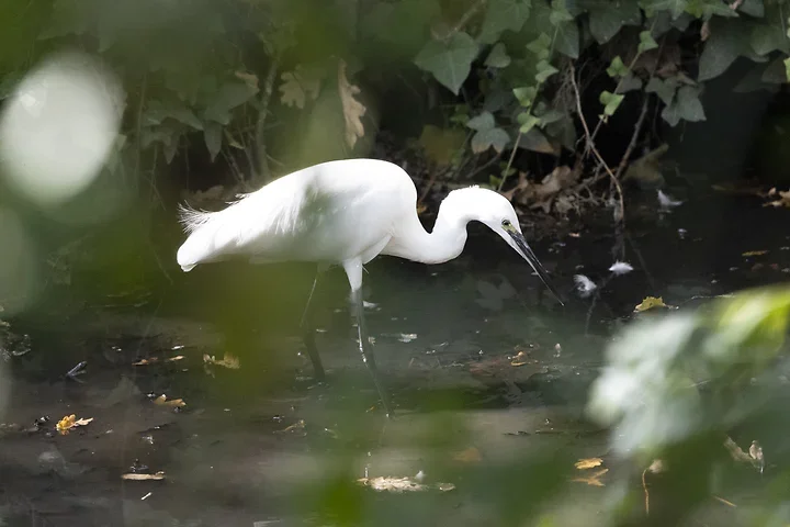 Bassin d'Arcachon - l'Aigrette garzette - Photo n°4