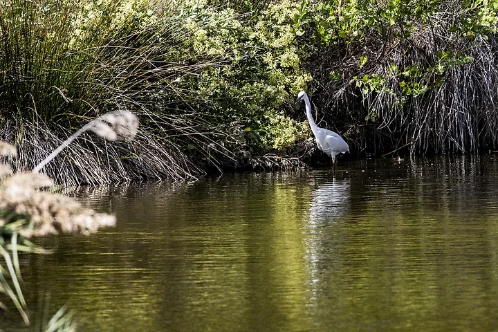 Bassin d'Arcachon - l'Aigrette garzette - Photo n°5