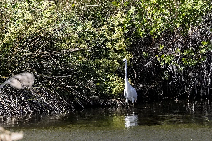 Bassin d'Arcachon - l'Aigrette garzette - Photo n°6