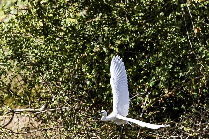 Bassin d'Arcachon - l'Aigrette garzette - Photo n°7