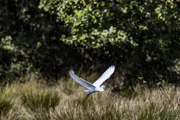 Bassin d'Arcachon - l'Aigrette garzette - Photo n°8
