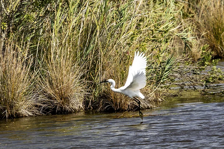 Bassin d'Arcachon - l'Aigrette garzette - Photo n°9