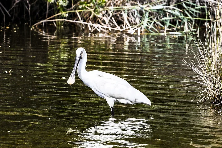 Bassin d'Arcachon - La Spatule Blanche - Photo n°2