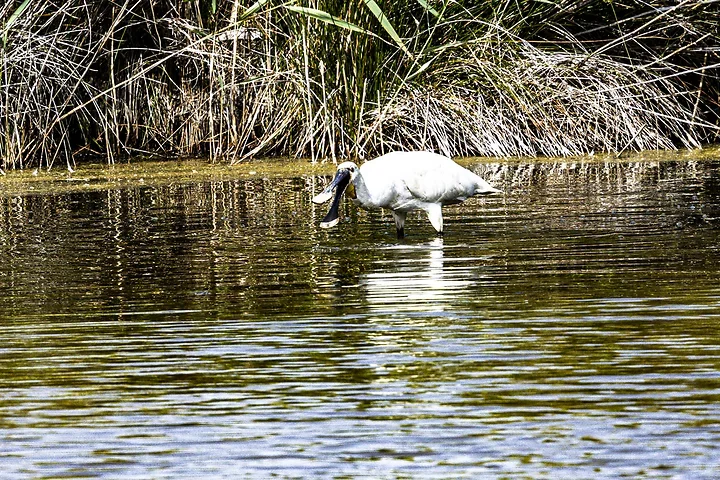 Bassin d'Arcachon - La Spatule Blanche - Photo n°3